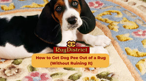How to Get Dog Pee Out of a Rug