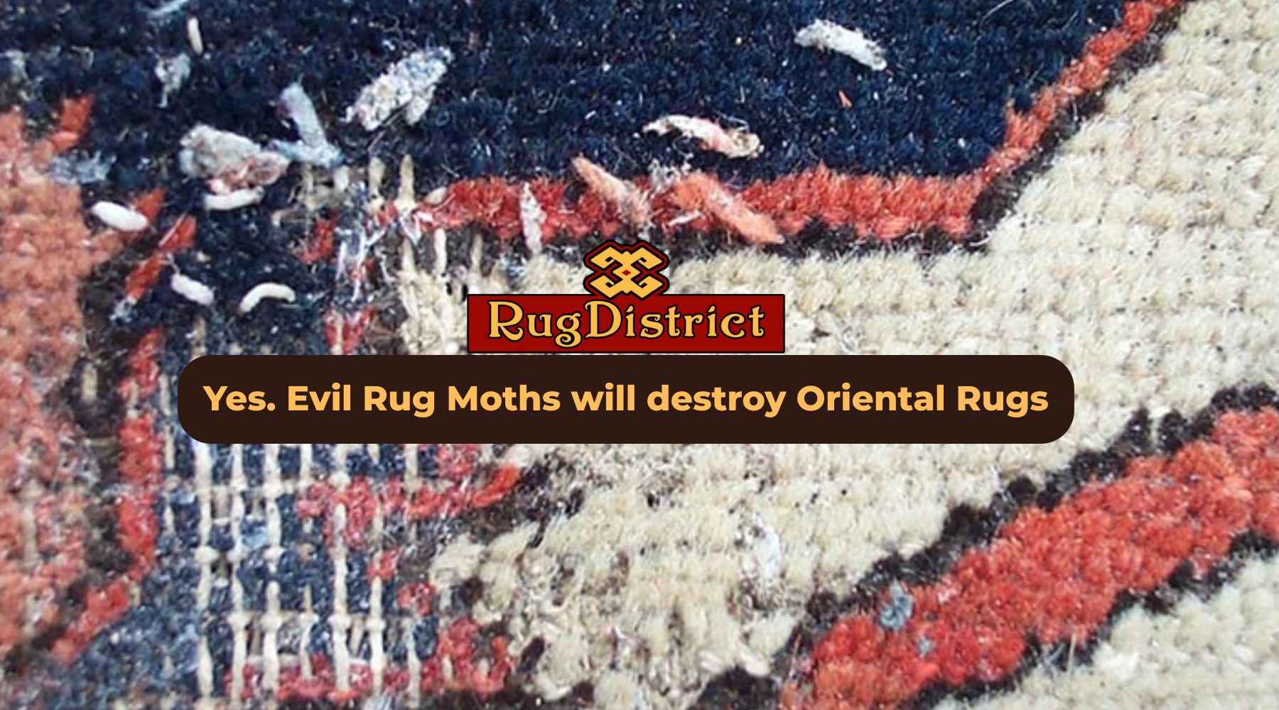 The Evil Rug Moths Will Destroy Oriental Rugs - Rug District