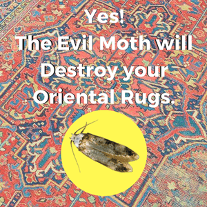 Yes. The Evil Moth Will Destroy Your Oriental Rugs